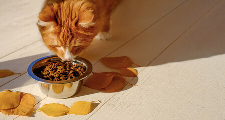 Ginger cat eating cat's food from a bowl. Sunlight and autumn leaves, copy space