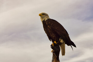 a bald eagle. detailed shot. graceful and proud bird.