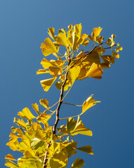 Yellow Ginkgo biloba (Maidenhair tree) leaves in autumn with blue sky in the background.