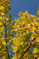 Yellow Ginkgo biloba (Maidenhair tree) leaves in autumn with blue sky in the background.