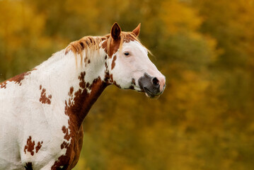 Portrait of american paint horse in autumn
