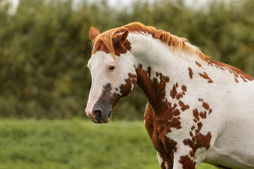 Portrait of american paint horse in summer