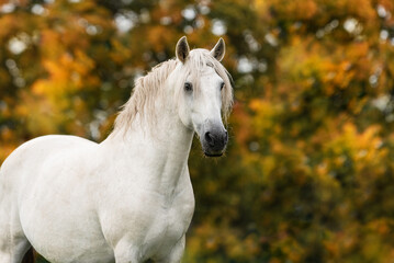 White andalusian breed horse in autumn
