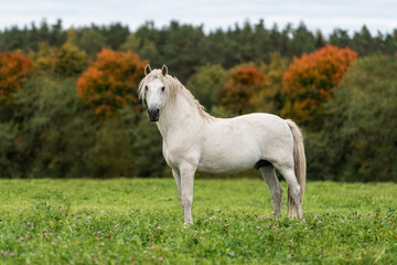 Obraz na płótnie Canvas White andalusian breed horse in the field in autumn