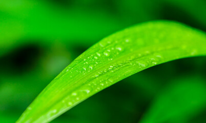 Raindrops, on gooseberry leaves Fresh succulent leaves of beautiful trees up close, Dew after rain.	