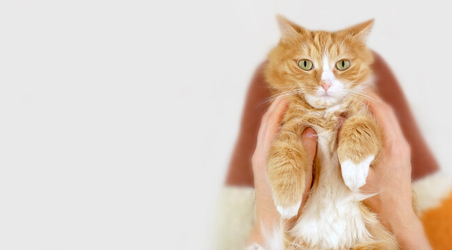 The ginger cat lying on the lap of a girl, top view, copy space