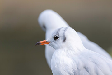 close up of a seagull