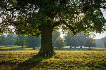 Naklejka premium autumn in the park