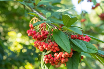 Cotoneaster Henryanus Henrys Strauchmispel Frucht