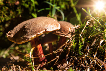 Pilze im Gras in der Abendsonne