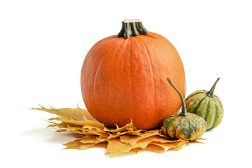 A large set of small pumpkins and pumpkin for Halloween decoration. Isolate on white background....