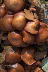 mushrooms in the forest