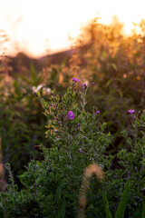 Meadow with grass and flowers during summer sunset