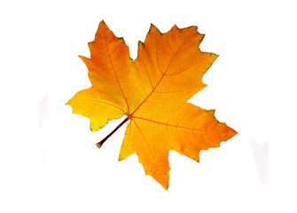Maple leaf on a white background