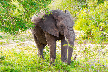 Naklejka premium Big FIVE African elephant Kruger National Park safari South Africa.