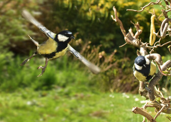 Native bird species in the bird house while feeding