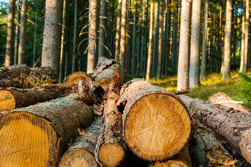 Freshly cut trees in the forest. Rows of piled of logs