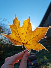 Frosty maple leaf 