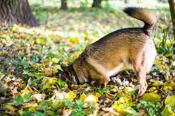 Brown dog catching mouse in an autumn leaf wood
