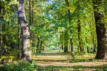 Golden autumn in a leaf wood