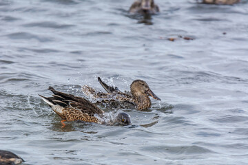 Fototapeta premium Autumn in Texas Gulf Coast, vacation, nature, birding, beach, sun