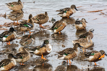 Autumn in Texas Gulf Coast, vacation, nature, birding, beach, sun