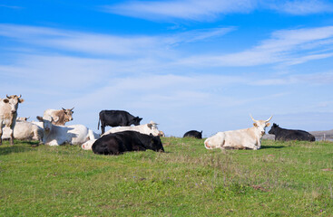 Fototapeta premium cows on the meadow