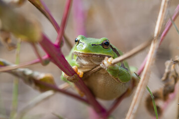 european tree frog