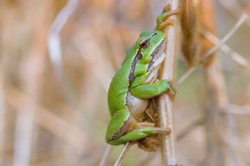 european tree frog