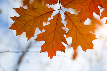 oak leaves