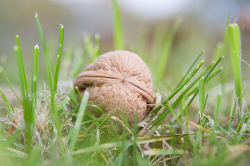 walnuts on grass