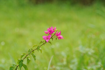 Pink bougainvillea with green background.    