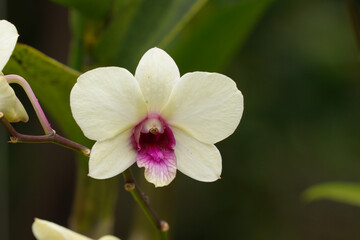 Yellow orchids flowers on a green plant the greenery.