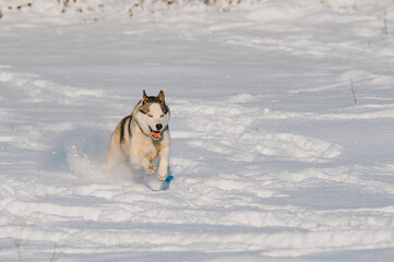 Winter and dog, husky on a walk, jumping in the snow.