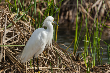Autumn in Texas Gulf Coast, vacation, nature, birding, beach, sun
