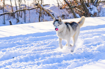 Animal life in the wild, husky on a winter hunt.