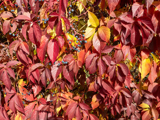 Red grape leaves close-up. Bright sunlight. Autumn natural background. Beautiful autumn leaves on a vine.