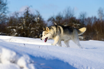 Siberian Husky sled dog, cute and obedient pets.