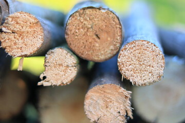 Cut dry branches in macro.