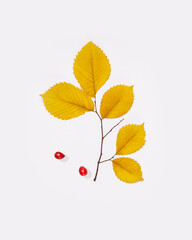 Autumn minimalistic nature composition with a twig with yellow autumn leaves and cranberry berries on a white background with shadows. Fall beauty and inspiration