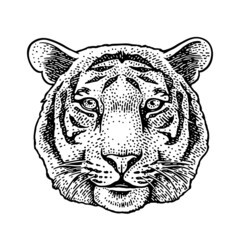 Tiger head. Vintage black engraving illustration for poster. Isolated on white