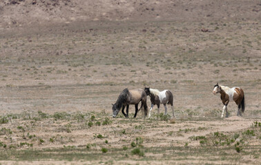 Fototapeta premium Wild Horses in Spring in the Utah Desert