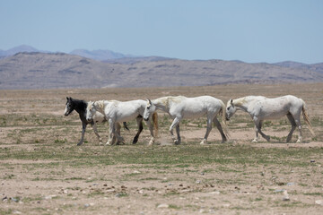 Obraz premium Wild Horses in Spring in the Utah Desert