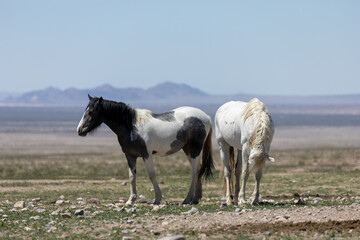 Obraz premium Wild Horses in Spring in the Utah Desert