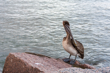 Autumn in Texas Gulf Coast, vacation, nature, birding, beach, sun