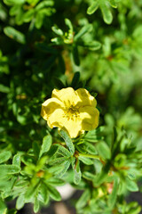 Obraz premium Yellow flowers of dasiphora shrub lat. dasiphora fruticosa or kuril tea shrubby five - leafed shrub