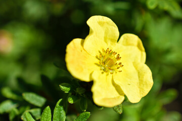 Yellow flowers of dasiphora shrub lat. dasiphora fruticosa or kuril tea shrubby five - leafed shrub