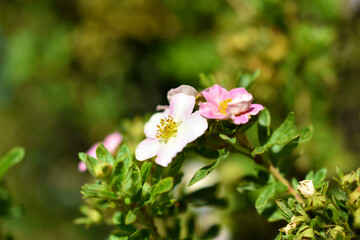 Red flowers of dasiphora shrub lat. dasiphora fruticosa or kuril tea shrubby five - leafed shrub