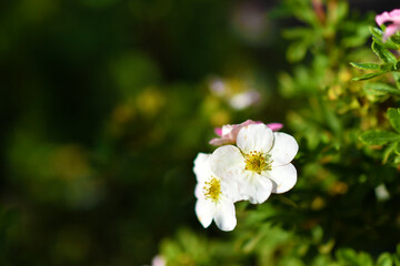 Red flowers of dasiphora shrub lat. dasiphora fruticosa or kuril tea shrubby five - leafed shrub