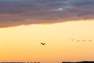 Autumn in Texas Gulf Coast, vacation, nature, birding, beach, sun